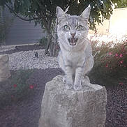 Mojito participe au concours pour gagner de l'argent avec cette photo : aegean_cat, cat, cat_like_mammal, domestic_short_haired_cat, fauna, small_to_medium_sized_cats, whiskers