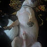 Bronson is registered to the contest to win money with this photo: dog, sleeping, lying_down, pet, animal, relaxed, paws, fur, collar, indoor, blanket, patterned, cute, small_dog, resting, canine, mammal, domestic_animal, fur_pattern, peaceful