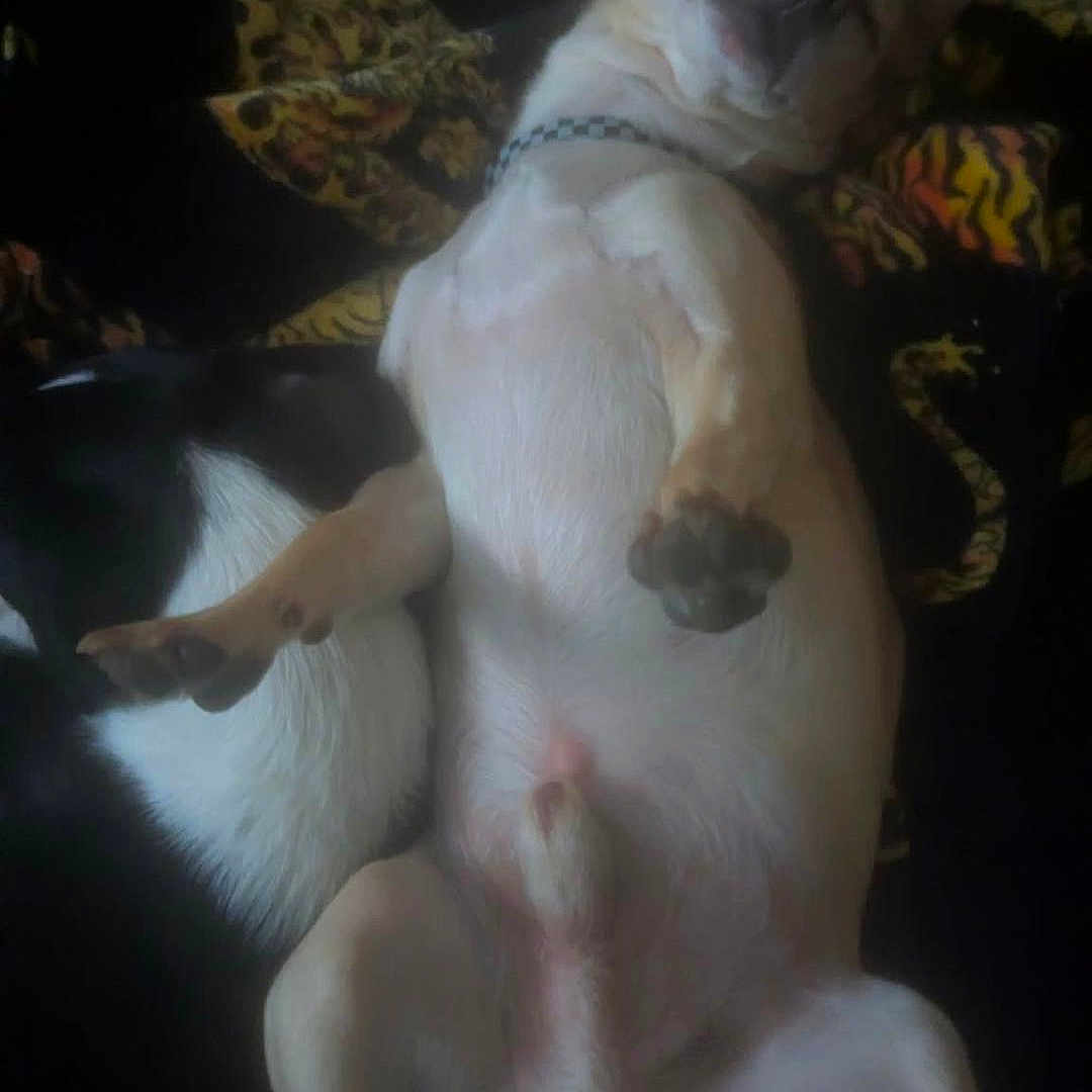 Bronson is registered to the contest to win money with this photo: dog, sleeping, lying_down, pet, animal, relaxed, paws, fur, collar, indoor, blanket, patterned, cute, small_dog, resting, canine, mammal, domestic_animal, fur_pattern, peaceful