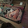 Bronson is registered to the contest to win money with this photo: dog, pet, crate, bed, sleeping, indoor, floor, rug, toy, cozy, black_and_white, tan, canine, resting, furniture, human_foot, plastic_shoe, wooden_floor, home, domestic