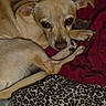 dog, tan_dog, blanket, red_blanket, leopard_print, pet, animal, cozy, resting, indoor, fur, paw, close_up, sleepy, cute, companion, curled_up, quiet, relaxed, warm