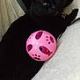 black_cat, cat, pet, animal, pink_ball, toy, blanket, indoor, feline, relaxed, cozy, soft, playful, green_eyes, collar, resting, close_up, cute, domestic_animal, comfortable