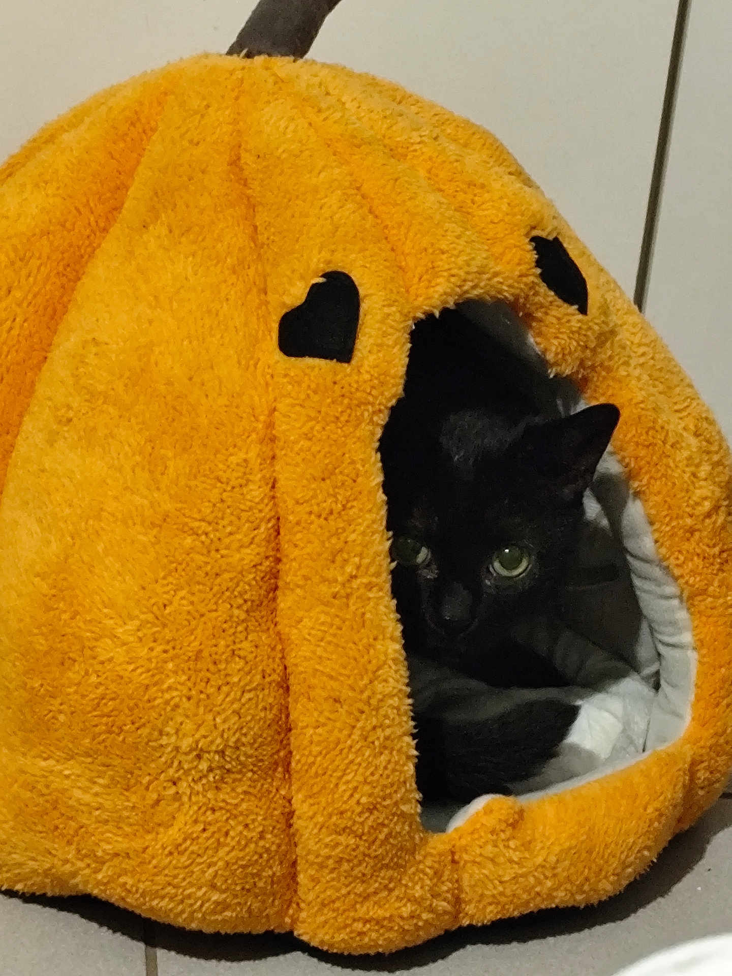 Mickey a rejoint le concours — aidez-le/la à gagner de superbes lots ! cat, black_cat, pet_bed, orange, pumpkin_shape, heart_cutouts, cozy, indoor, animal, feline, cute, peeking, hiding, soft_texture, floor, domestic, resting, eyes, snug, comfort