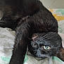 black_cat, cat, pet, animal, feline, close_up, green_eyes, whiskers, fur, paw, bed, blanket, pattern, indoor, cute, resting, stretching, cozy, sleepy, domestic_cat