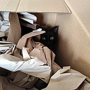 Mickey participe au concours pour gagner de l'argent avec cette photo : cat, black_cat, cardboard_box, packing_paper, crumpled_paper, hiding, pet, animal, indoor, curious, eyes, fur, box, shy, cozy, closeup, brown, paper, container, quiet