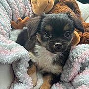 Angel joined the competition — help win amazing prizes! animal, blanket, closeup, comfort, cozy, cute, dog, fluffy, fur, indoors, monkey_toy, pet, puppy, resting, sleepy, small, snuggle, soft, stuffed_toy, young