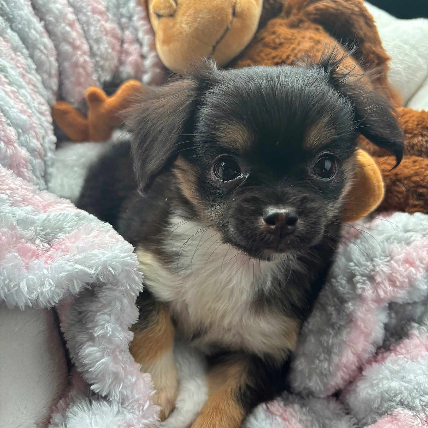 Angel joined the competition — help win amazing prizes! animal, blanket, closeup, comfort, cozy, cute, dog, fluffy, fur, indoors, monkey_toy, pet, puppy, resting, sleepy, small, snuggle, soft, stuffed_toy, young
