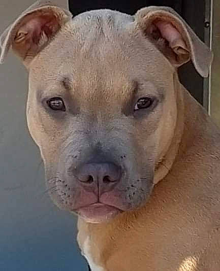 Brutus is registered to the contest to win money with this photo: ancient_dog_breeds, canidae, carnivore, collar, companion_dog, cordoba_fighting_dog, dog, dog_breed, fawn, fur, giant_dog_breed, molosser, non_sporting_group, snout, sporting_group, terrestrial_animal, whiskers, working_animal, working_dog, wrinkle