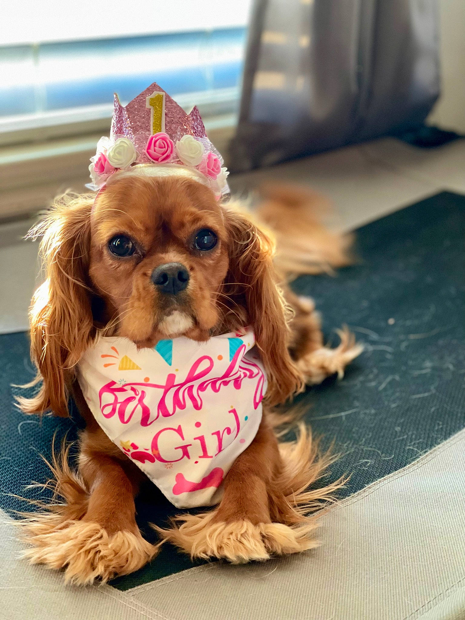 Valentine is registered to the contest to win money with this photo: brown_hair, canidae, carnivore, companion_dog, costume, dog, dog_breed, dog_clothes, dog_supply, fashion_accessory, fawn, flooring, fur, liver, pet_supply, pink, snout, sporting_group, toy_dog, working_animal