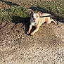 dog, leash, dirt_path, grass, outdoor, sunny, animal, pet, canine, brown, white, lying_down, looking, nature, daylight, ground, ears, eyes, muzzle, shadow