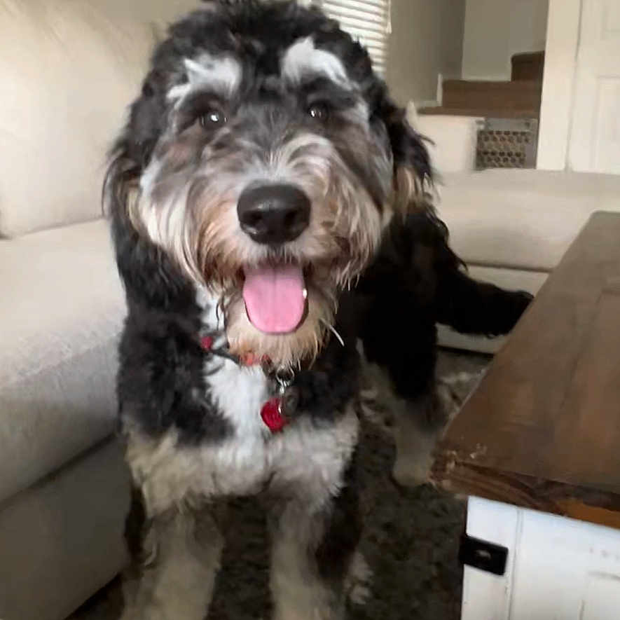 Ollie