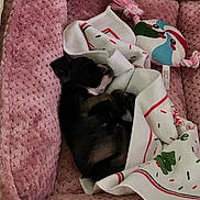 Oreo is registered to the contest to win money with this photo: dog, sleeping, blanket, plush_bed, pink, toy, indoor, cozy, resting, cute, pet, holiday, decorative_blanket, small_dog, fur, comfort, snuggle, relaxation, domestic_animal, nap
