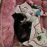 dog, sleeping, blanket, plush_bed, pink, toy, indoor, cozy, resting, cute, pet, holiday, decorative_blanket, small_dog, fur, comfort, snuggle, relaxation, domestic_animal, nap