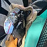 Oreo joined the competition — help win amazing prizes! puppy, dog, black_and_white, lying_down, basket, towel, plush_toy, mesh, cute, small, pet, indoor, cozy, animal, paw, looking_up, soft, resting, adorable, hand