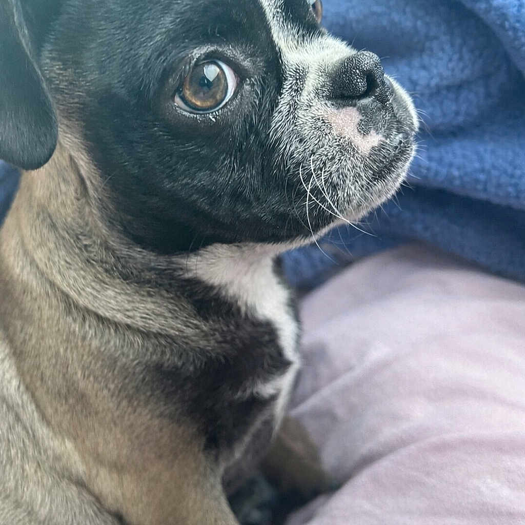 Oreo