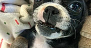Oreo is registered to the contest to win money with this photo: puppy, dog, black_and_white, close_up, cute, pet, blanket, cozy, paw, lying_down, animal, fur, whiskers, small_dog, indoors, face, snout, playful, young, expression