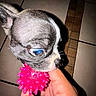 Oreo joined the competition — help win amazing prizes! dog, puppy, toy, pink_ball, hand, bite, floor, tile, pet, play, close_up, indoor, animal, small_dog, snout, fur, whiskers, cute, young, attention