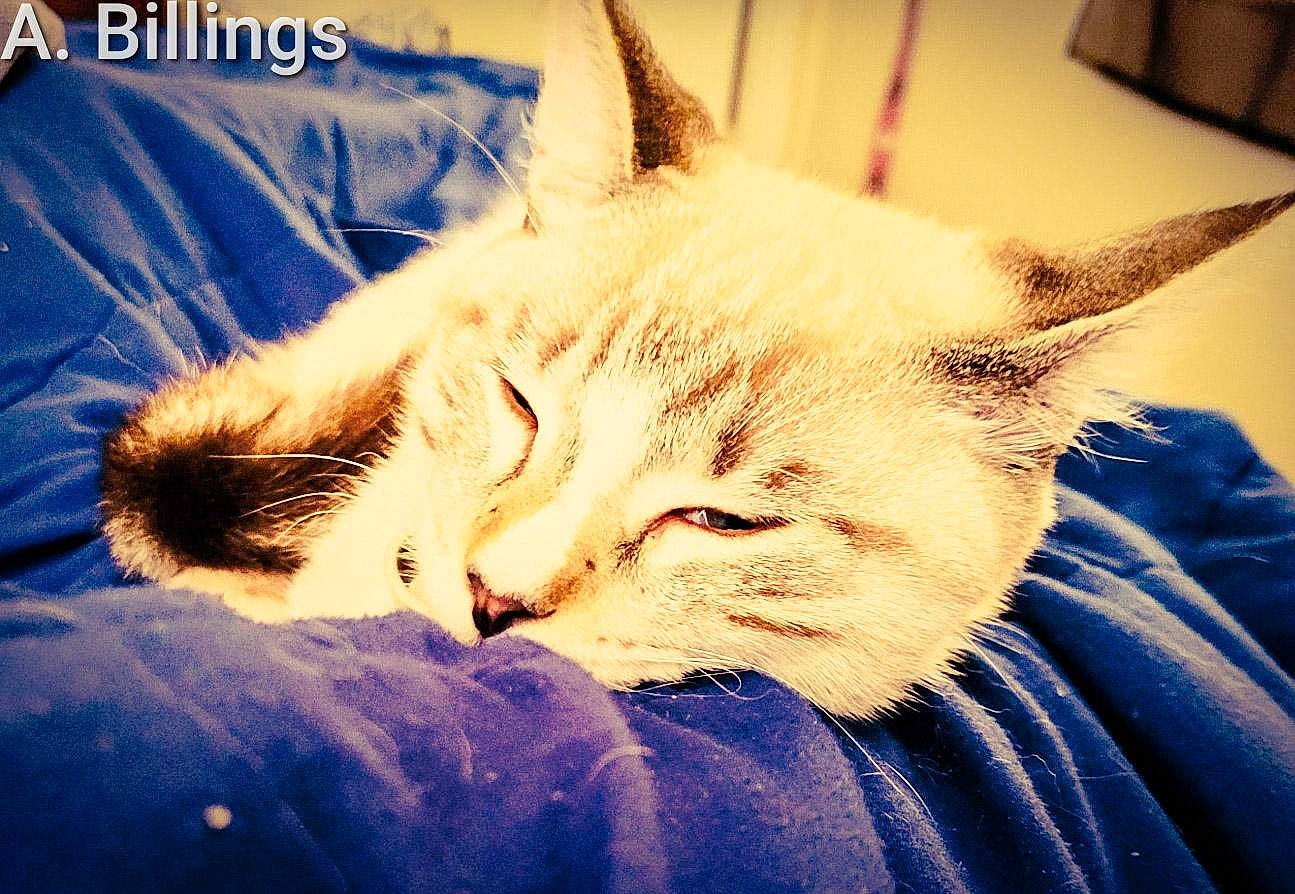 Kat joined the competition — help win amazing prizes! bed, carnivore, cat, cloud, comfort, domestic_short_haired_cat, ear, felidae, fur, linens, mammal, meteorological_phenomenon, nap, paw, sky, small_to_medium_sized_cats, snout, tail, vertebrate, whiskers