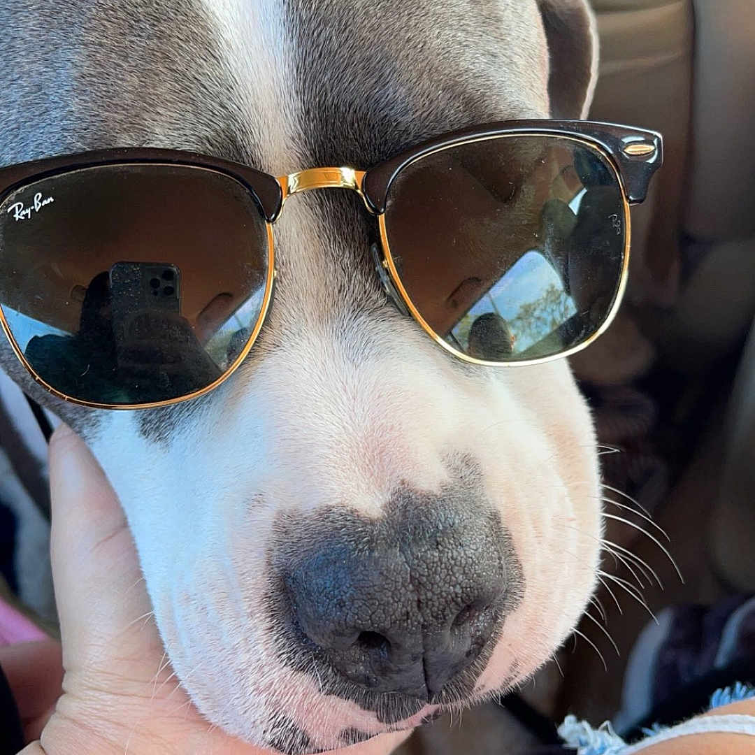 Exy is registered to the contest to win money with this photo: animal, car_interior, casual, close_up, cool, dog, fashion, gray_fur, hand, jeans, nose, person, pet, portrait, reflection, resting, ripped_jeans, snout, sunglasses, white_fur
