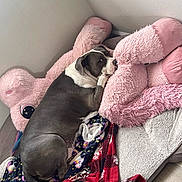 Exy joined the competition — help win amazing prizes! dog, bed, blanket, stuffed_animal, pink, gray, white, cozy, indoors, resting, pet, canine, fur, curious, corner, floor, comfort, cute, animal, relaxing