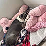 dog, bed, blanket, stuffed_animal, pink, gray, white, cozy, indoors, resting, pet, canine, fur, curious, corner, floor, comfort, cute, animal, relaxing