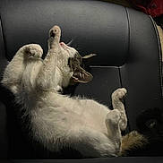 Bernie is registered to the contest to win money with this photo: cat, feline, pet, sleeping, resting, couch, indoor, fur, whiskers, paws, relaxed, tabby, white_fur, leather, furniture, domestic, animal, cozy, cute, side_view