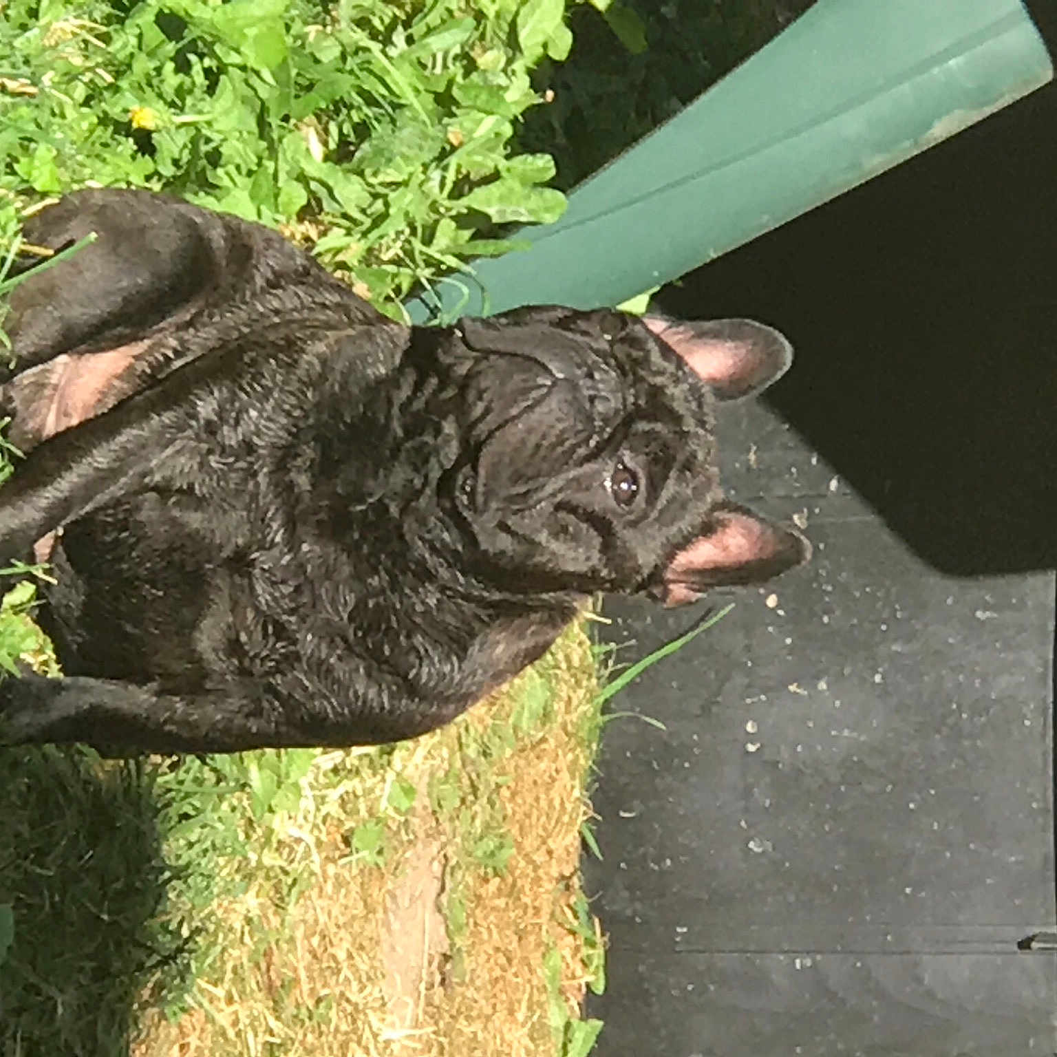 Onyx