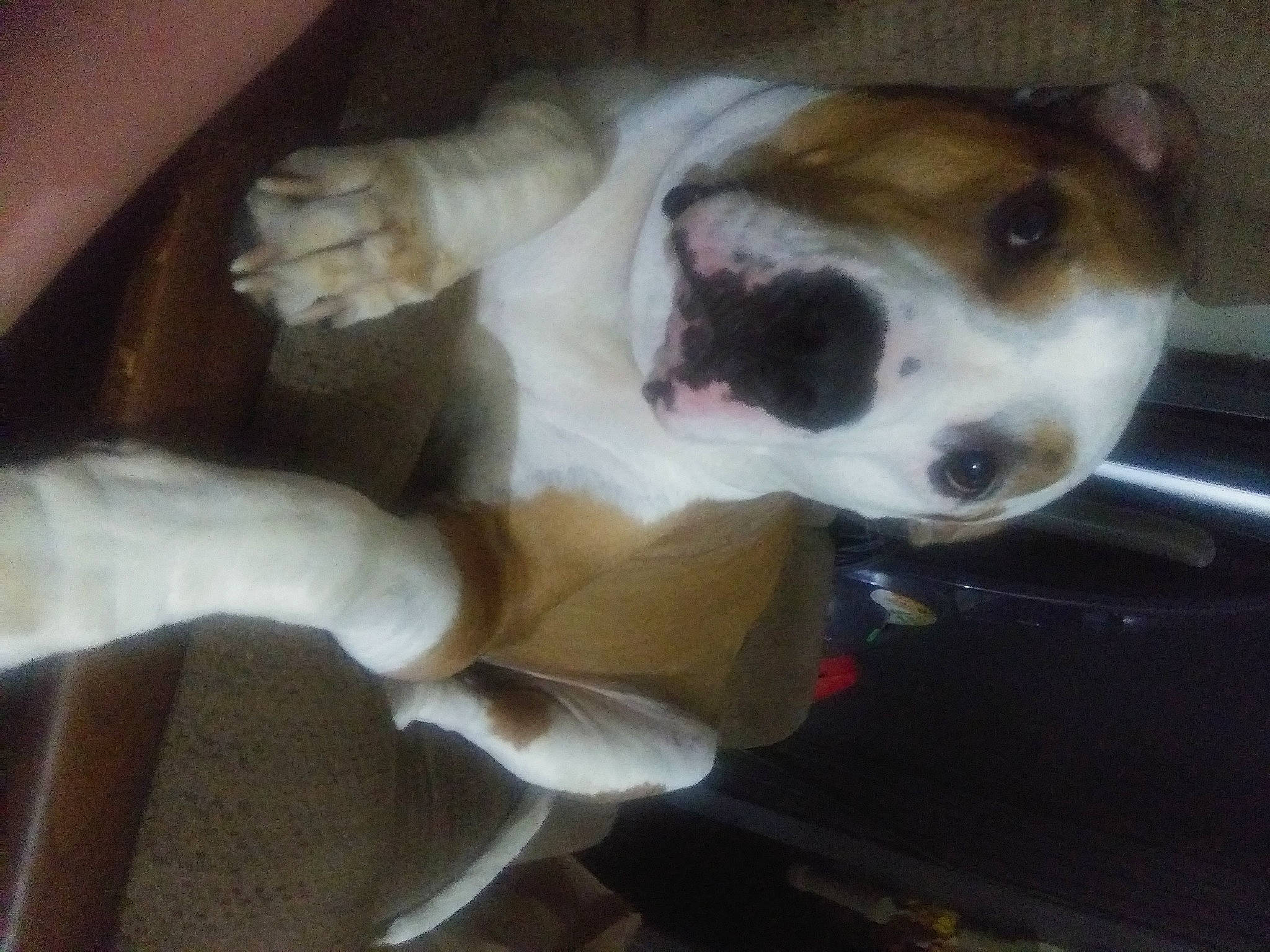 Alex is registered to the contest to win money with this photo: canidae, carnivore, companion_dog, dog, dog_breed, ear, fawn, feist, hand, jack_russell_terrier, mammal, miniature_fox_terrier, nose, parson_russell_terrier, puppy, puppy_love, russell_terrier, treeing_feist