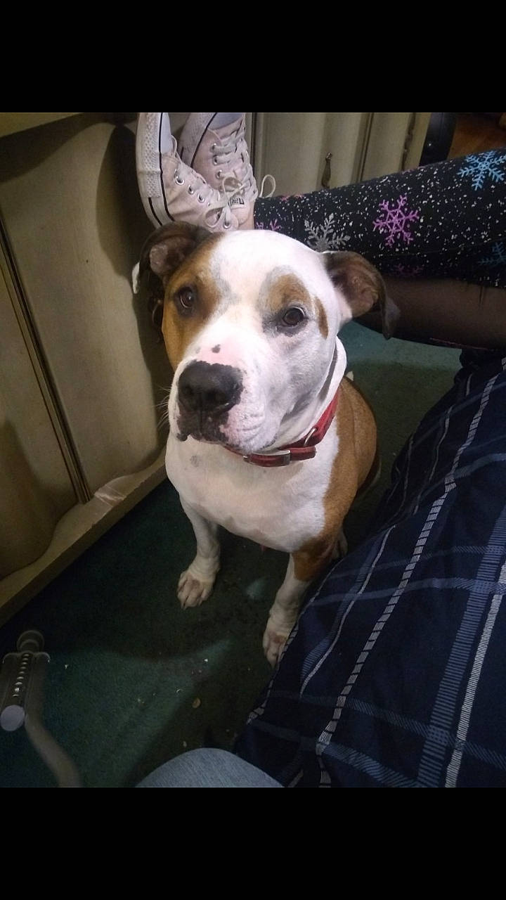 Alex joined the competition — help win amazing prizes! american_bulldog, american_pit_bull_terrier, american_staffordshire_terrier, australian_bulldog, bulldog, canidae, carnivore, companion_dog, dog, dog_breed, fawn, mammal, non_sporting_group, nose, pit_bull, puppy_love, rare_breed_dog, snout, valley_bulldog, vertebrate