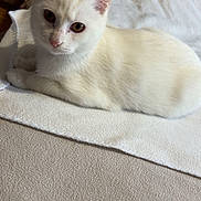 Elie a rejoint le concours — aidez-le/la à gagner de superbes lots ! cat, animal, pet, cream_colored, feline, lying_down, blanket, soft_texture, indoor, curious, ears, whiskers, fur, relaxed, close_up, cozy, resting, looking_at_camera, light_color, comfortable