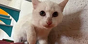 Elie participe au concours pour gagner de l'argent avec cette photo : cat, white_cat, pet, animal, indoor, curious, feline, paw, wall, shadow, closeup, looking, cute, domestic_animal, young_cat, fur, whiskers, ears, nose, floor