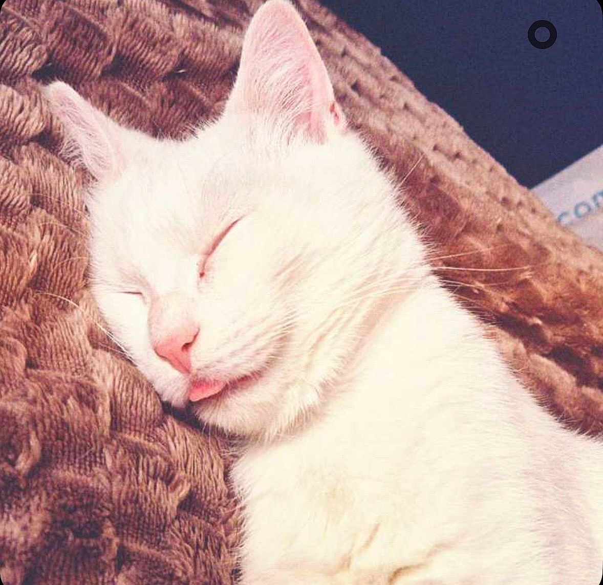 Elie participe au concours pour gagner de l'argent avec cette photo : cat, sleeping, white_cat, tongue_out, close_up, pet, feline, cozy, blanket, resting, cute, domestic_animal, fur, whiskers, pink_nose, indoor, relaxed, animal, mammal, soft