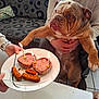 bulldog, dog, person, indoor, birthday, cake, candles, plate, food, celebration, couch, sweater, hands, table, pet, animal, curious, treats, seated, cozy