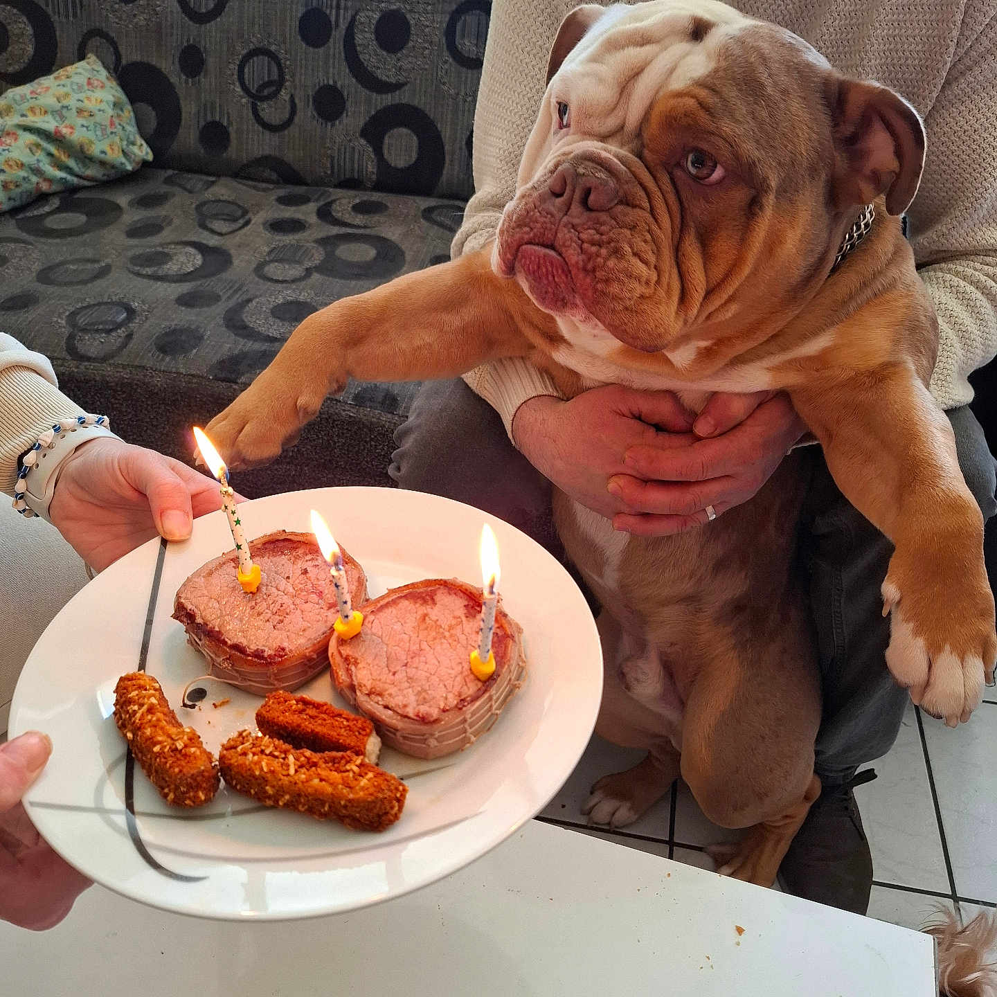 Oby Wan a rejoint le concours — aidez-le/la à gagner de superbes lots ! animal, birthday, bulldog, cake, candles, celebration, couch, cozy, curious, dog, food, hands, indoor, person, pet, plate, seated, sweater, table, treats