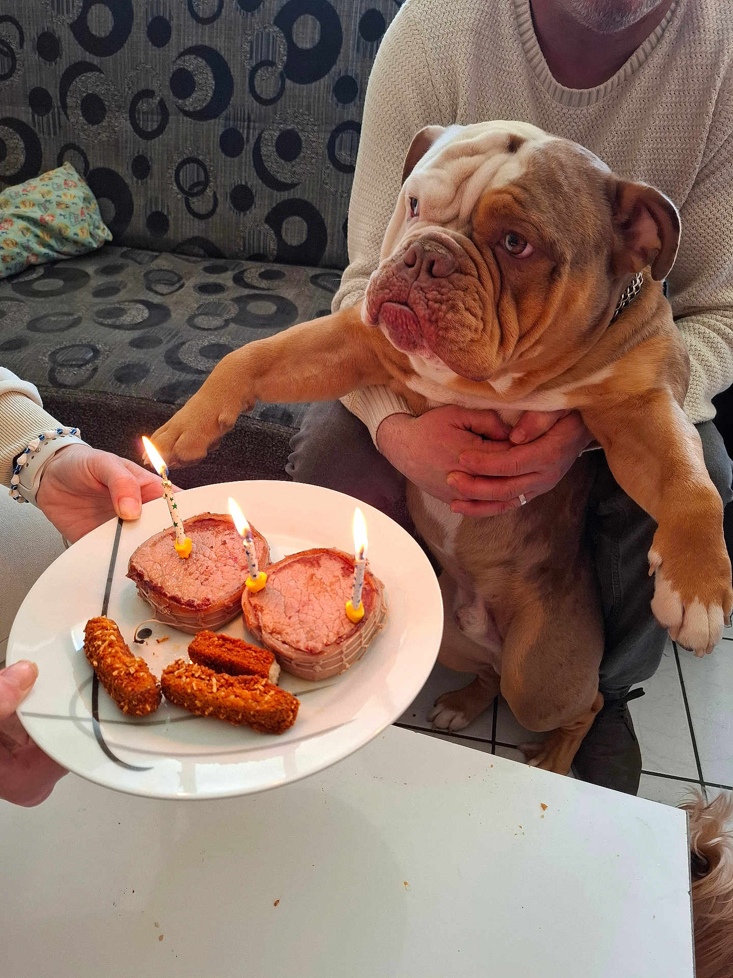Oby Wan a rejoint le concours — aidez-le/la à gagner de superbes lots ! bulldog, dog, person, indoor, birthday, cake, candles, plate, food, celebration, couch, sweater, hands, table, pet, animal, curious, treats, seated, cozy