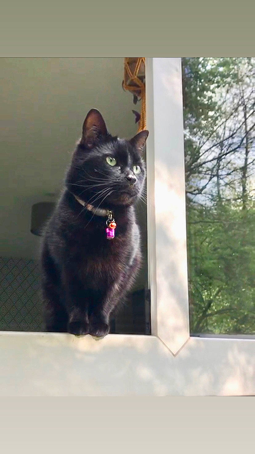 George is registered to the contest to win money with this photo: black_cat, bombay, carnivore, cat, domestic_short_haired_cat, felidae, fixture, formal_wear, fur, rectangle, small_to_medium_sized_cats, snout, tail, terrestrial_animal, tints_and_shades, tree, twig, whiskers, window