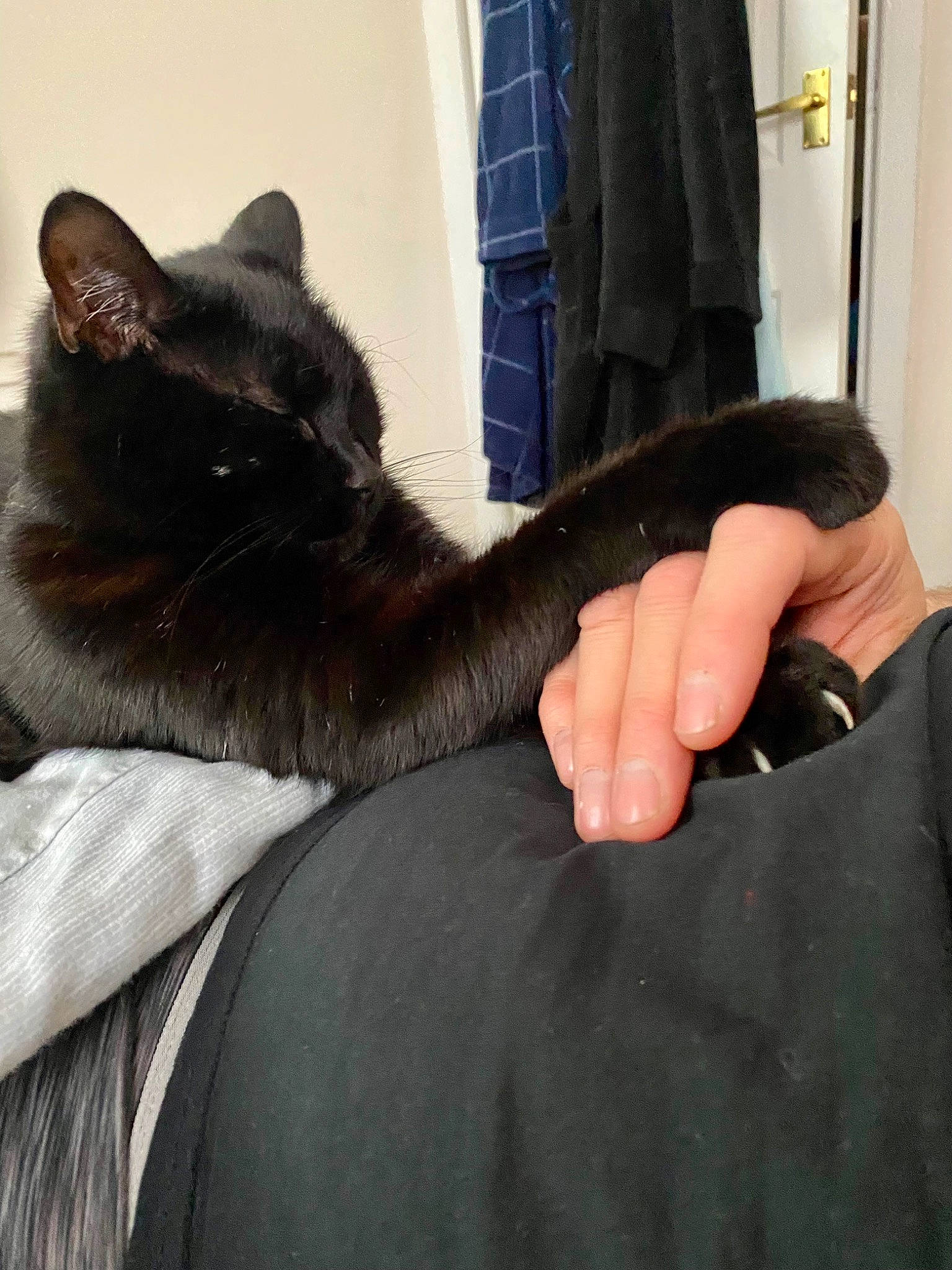 George joined the competition — help win amazing prizes! black_cat, carnivore, cat, claw, comfort, domestic_short_haired_cat, felidae, finger, foot, fur, gesture, human_leg, lap, leg, small_to_medium_sized_cats, snout, tail, thumb, whiskers, wrist