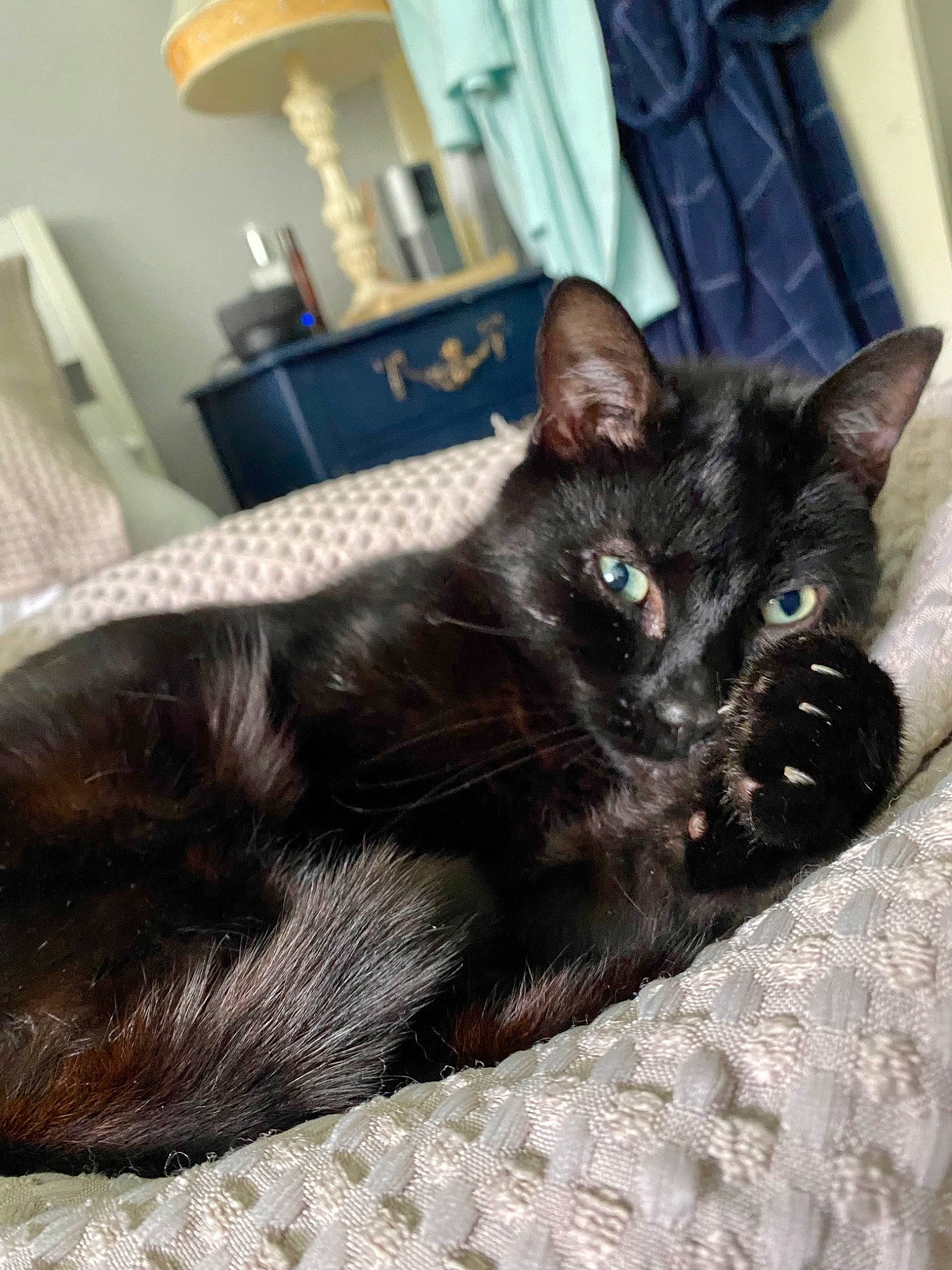 George joined the competition — help win amazing prizes! black_cat, bombay, carnivore, cat, cat_supply, claw, comfort, curtain, domestic_short_haired_cat, felidae, fur, lamp, lampshade, paw, picture_frame, small_to_medium_sized_cats, snout, tail, terrestrial_animal, whiskers