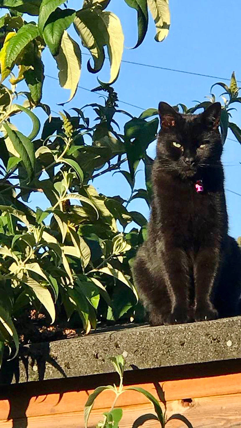 George is registered to the contest to win money with this photo: black_cat, carnivore, cat, domestic_short_haired_cat, electric_blue, felidae, fur, grass, light, plant, shrub, sky, small_to_medium_sized_cats, snout, tail, tints_and_shades, tree, twig, whiskers, window