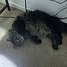 Herbie is registered to the contest to win money with this photo: animal, black_cat, cables, carpet, cat, curious, domestic_animal, feline, floor, fluffy, fur, home, indoor, looking, lying_down, pet, relaxed, resting, wall, whiskers