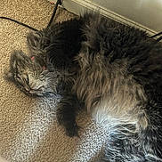 Herbie joined the competition — help win amazing prizes! animal, calm, carpet, cat, cozy, cute, domestic, feline, fluffy, fur, home, indoor, paw, pet, quiet, relaxed, resting, sleeping, soft, whiskers