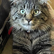 Herbie Allen joined the competition — help win amazing prizes! cat, tabby, long_hair, heterochromia, green_eyes, blue_eye, pet, collar, bell, whiskers, fur, indoor, close_up, portrait, animal, feline, cute, calm, sitting, domestic