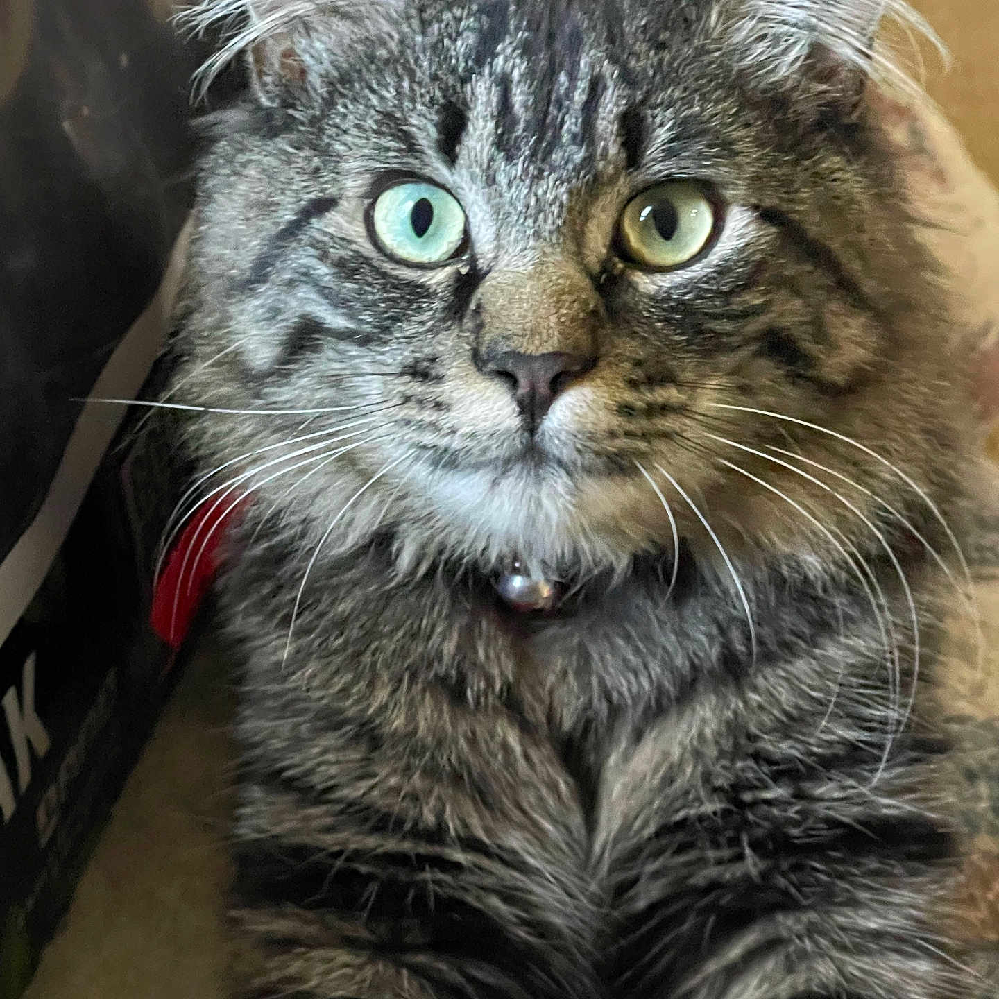 Herbie Allen joined the competition — help win amazing prizes! animal, bell, blue_eye, calm, cat, close_up, collar, cute, domestic, feline, fur, green_eyes, heterochromia, indoor, long_hair, pet, portrait, sitting, tabby, whiskers