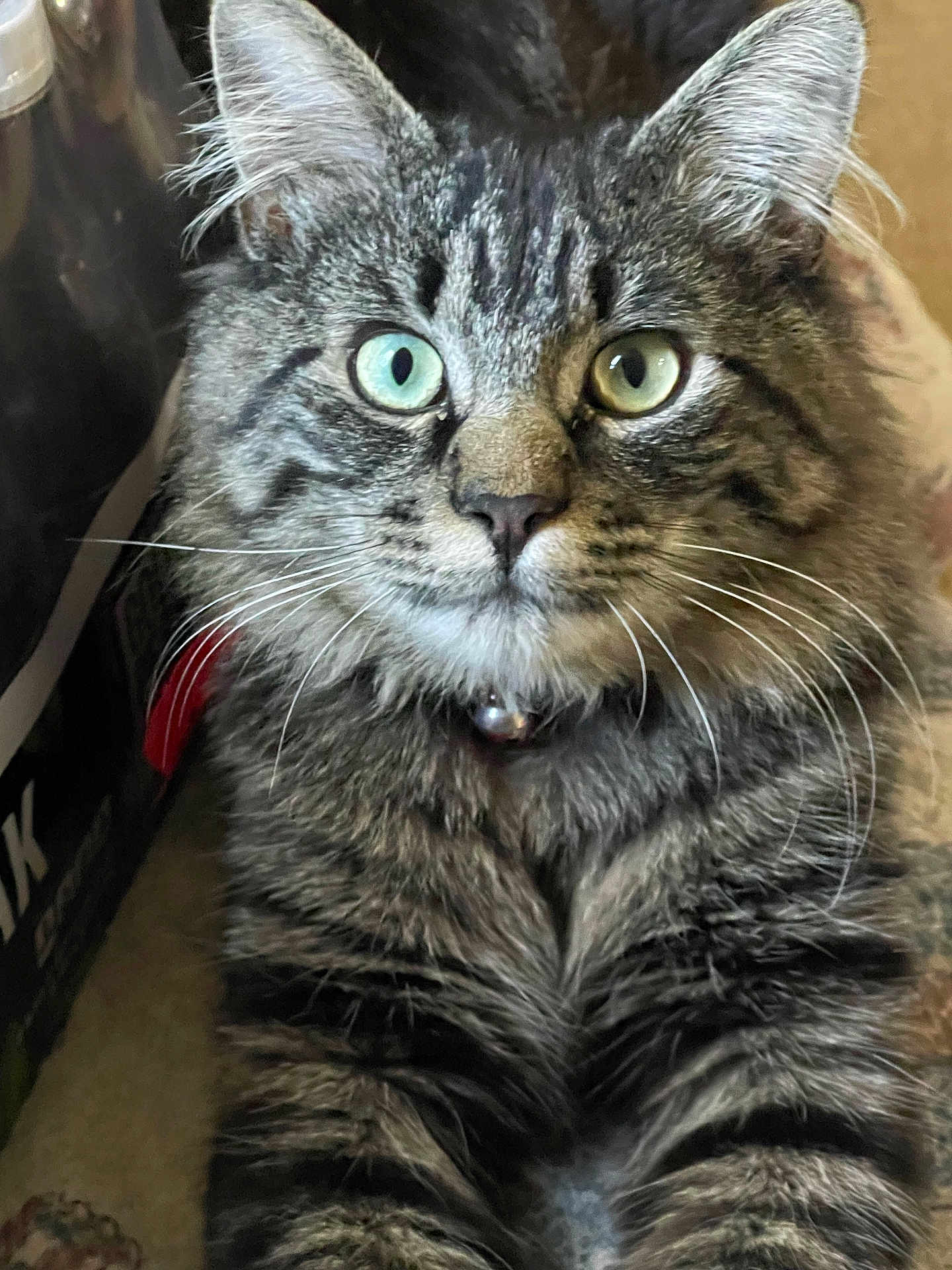 Herbie Allen joined the competition — help win amazing prizes! cat, tabby, long_hair, heterochromia, green_eyes, blue_eye, pet, collar, bell, whiskers, fur, indoor, close_up, portrait, animal, feline, cute, calm, sitting, domestic