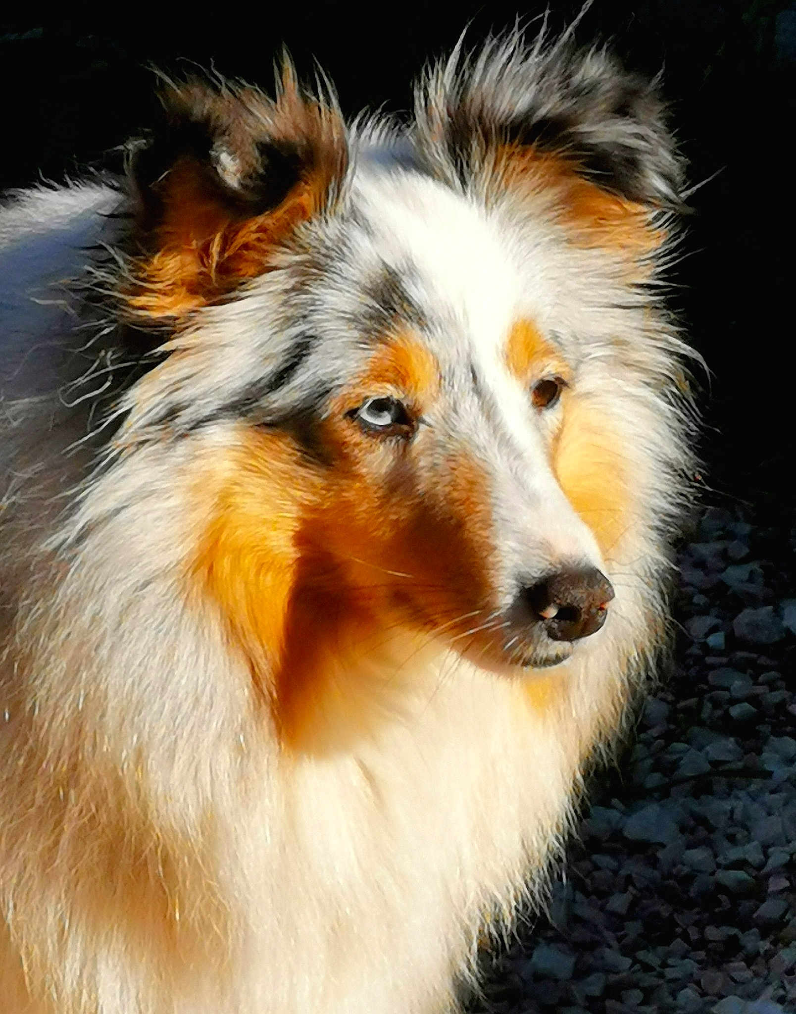 Lady