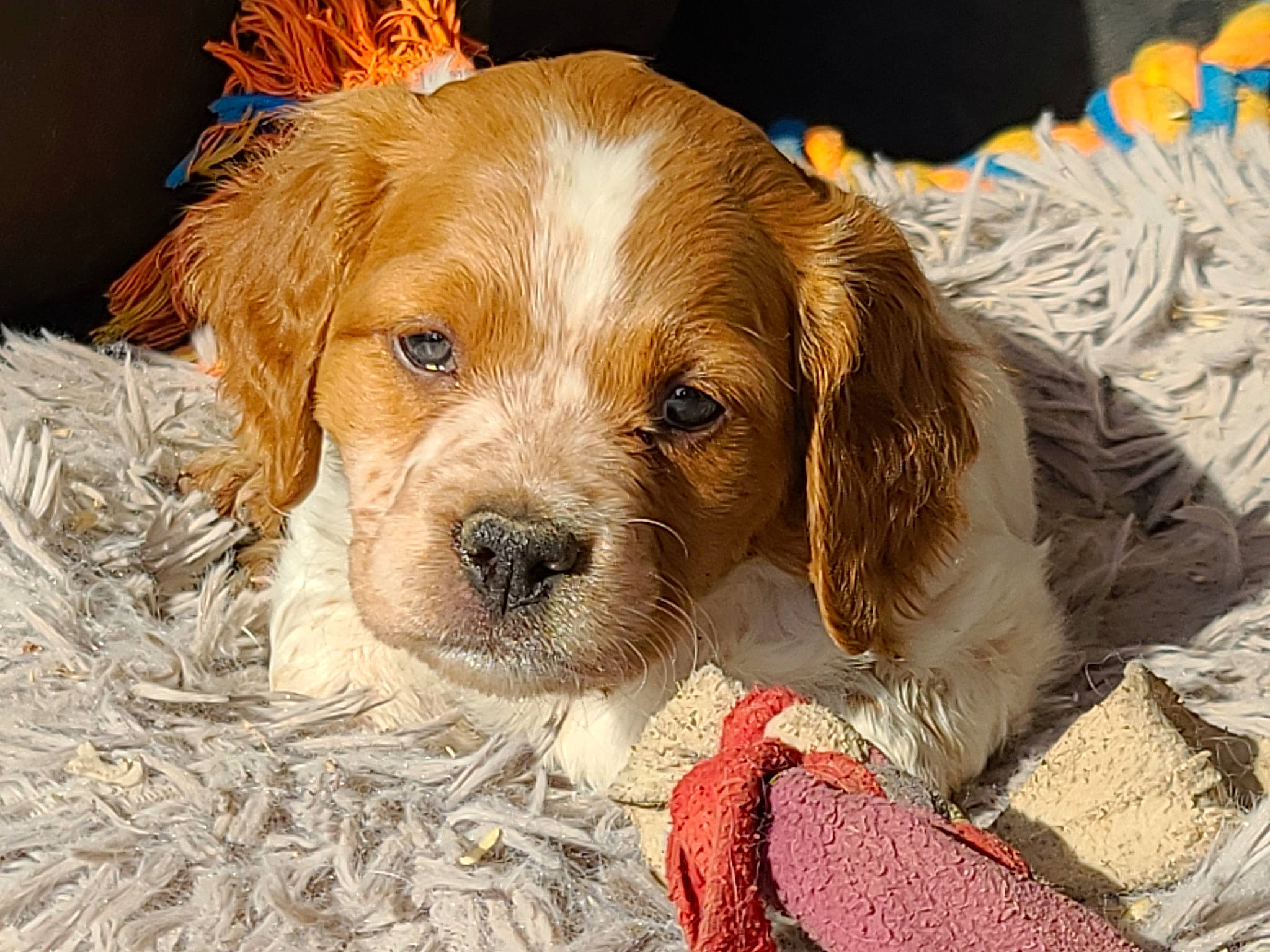 Toscane a rejoint le concours — aidez-le/la à gagner de superbes lots ! ball, carmine, carnivore, companion_dog, dog, dog_breed, dog_supply, fur, hound, liver, paw, puppy_love, snout, spaniel, sporting_group, terrestrial_animal, toy, toy_dog, whiskers, working_animal