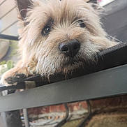 Spock participe au concours pour gagner de l'argent avec cette photo : animal, black_nose, brick_wall, brown, chair, close_up, daylight, dog, ears, eyes, fence, fluffy, fur, outdoor, pet, plants, portrait, relaxed, resting, snout