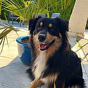 Arko participe au concours pour gagner de l'argent avec cette photo : dog, outdoor, sunlight, plant, pot, patio, smiling, happy, fur, black, tan, white, greenery, leaf, chair, concrete, shadow, pet, canine, nature