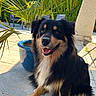 black, canine, chair, concrete, dog, fur, greenery, happy, leaf, nature, outdoor, patio, pet, plant, pot, shadow, smiling, sunlight, tan, white