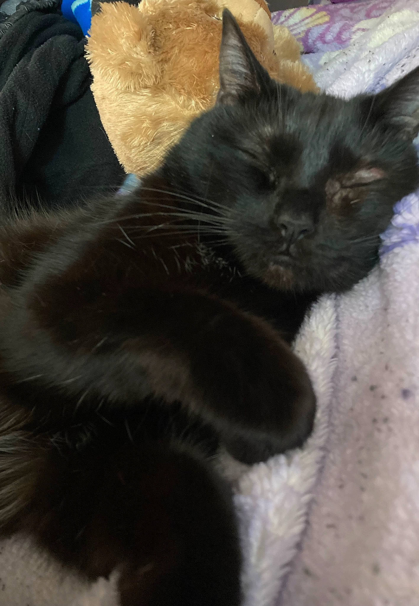 Koda is registered to the contest to win money with this photo: black_cat, bombay, carnivore, cat, claw, comfort, domestic_short_haired_cat, felidae, fur, paw, small_to_medium_sized_cats, tail, terrestrial_animal, whiskers